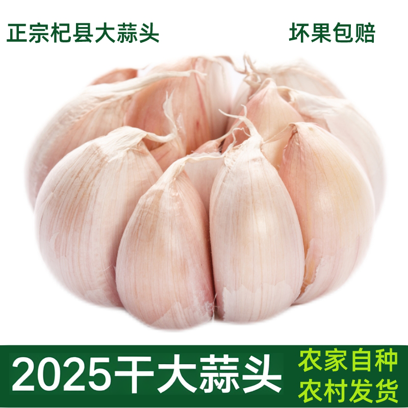 25年大蒜头新干蒜河南本地正宗杞县紫白皮大蒜农家种籽新鲜干大蒜