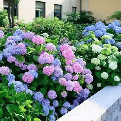 绣球花苗盆栽花卉植物室内好养四季开花不断无尽夏大花易成活花卉