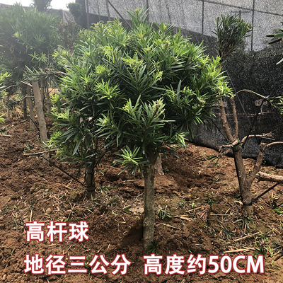 罗汉松大树树苗盆景雀舌造型素材3公分球型汉松庭院盆景米叶老桩