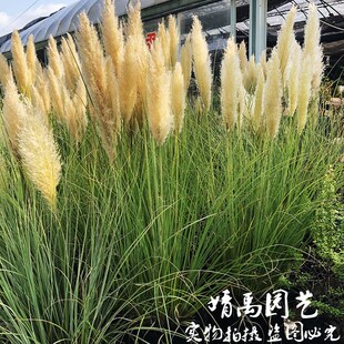 观赏草【矮蒲苇】花叶芦苇耐旱耐寒耐热喜光庭院花镜花园别墅造景