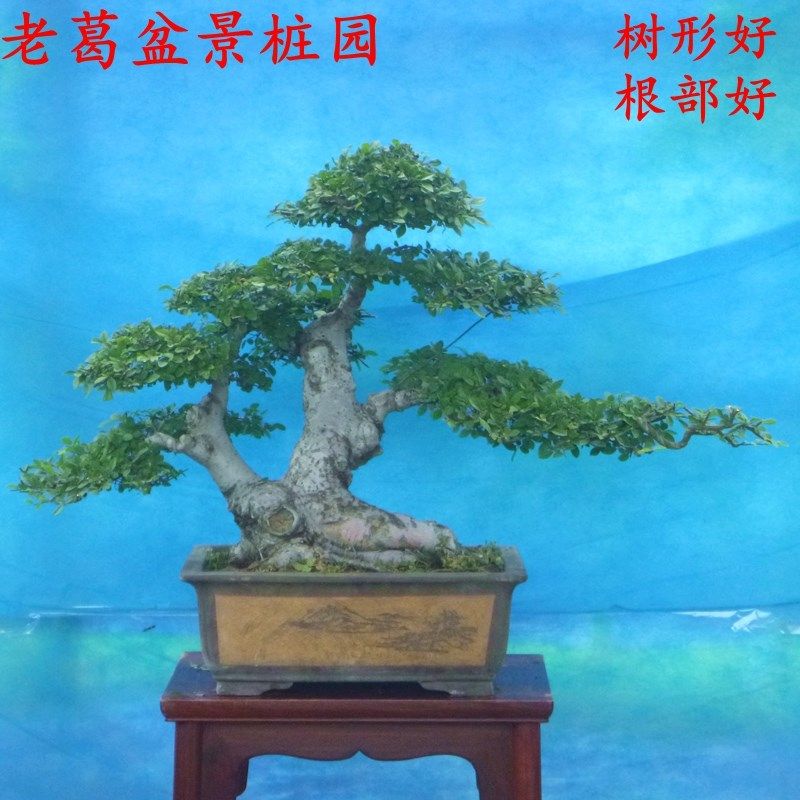 小叶榆树盆景树桩 实物拍摄 树造型盆景