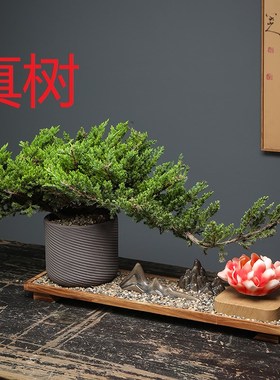 新中式真树迎客松花朵磁悬浮地柏盆景摆件玄关客厅办公室造景装饰