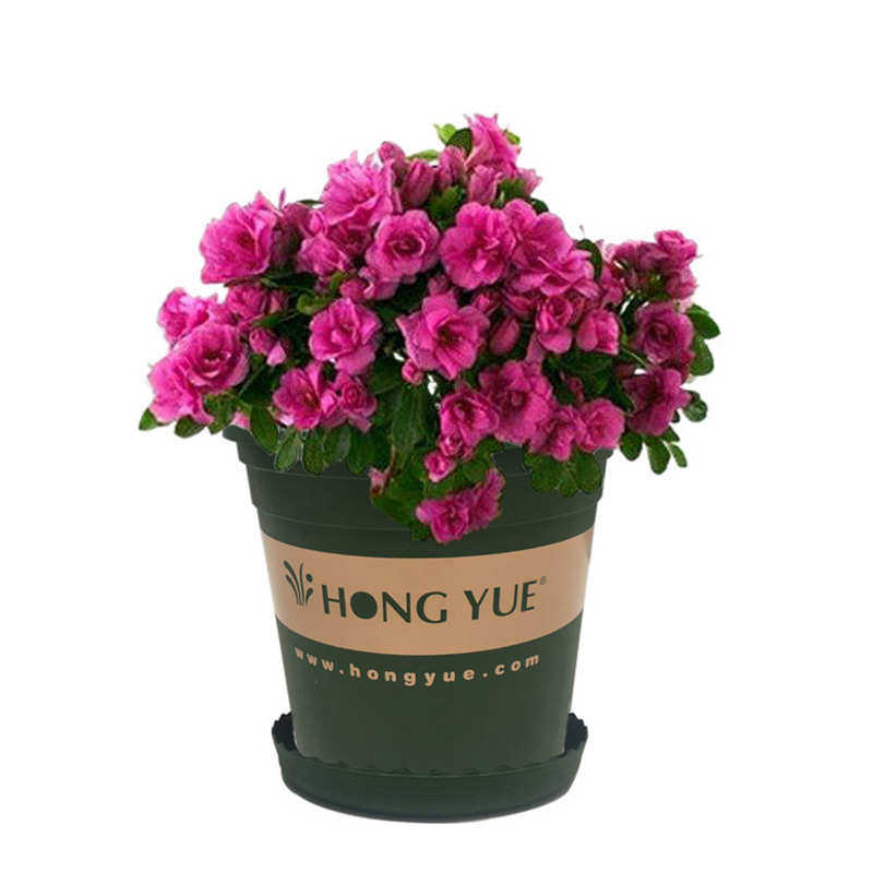 萝托盘绣球月季孔加仑有印花花盆耐用特大号新款虹带盆塑料越绿