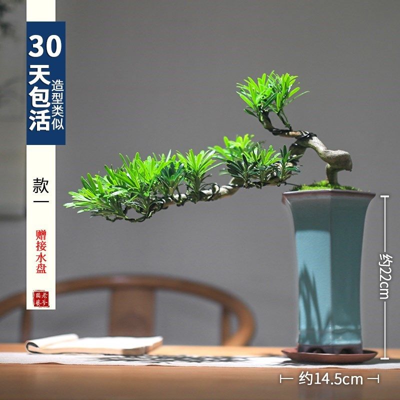 新品新销罗汉松盆景室内植物摆件造景绿植桌面新中U式茶桌造型悬