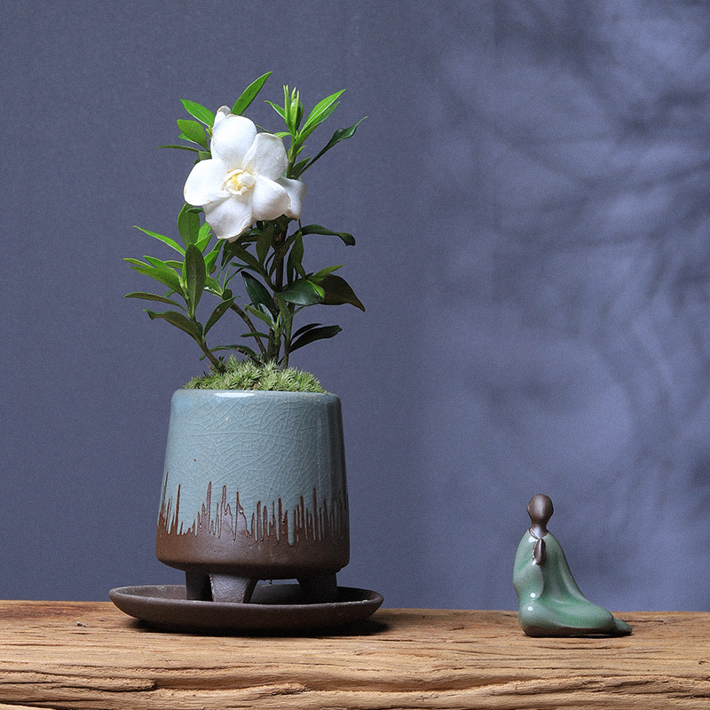 小叶栀子花绿植室内盆栽客厅办公室桌面好养植物四季净化空气盆景