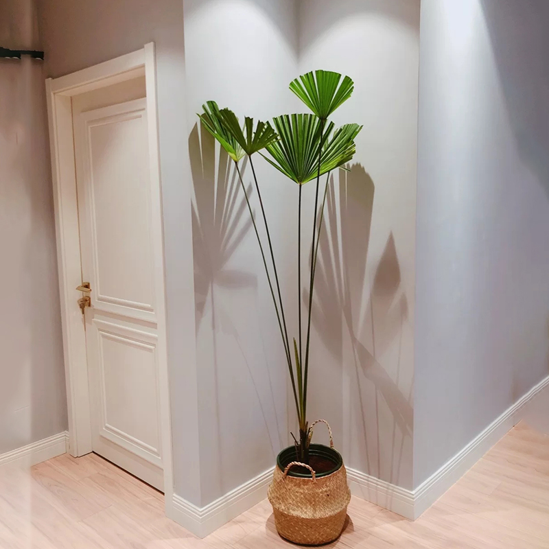 蒲葵盆栽 棕榈科观叶植物 北欧风办公室内客厅阳台庭院网红绿植