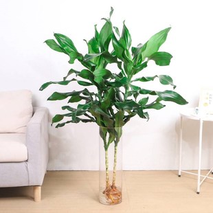 大型水培螺纹铁北欧风高杆摇钱树发财树客厅净化空气四季常青植物