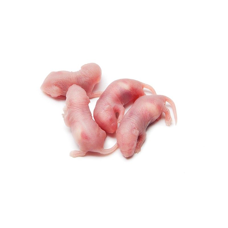 冷冻红皮乳鼠宠物蛇饲料喂猫龟树蛙冰冻粉白霜杭州包邮蜥蜴小白鼠,宠物/宠物食品及用品,特色爬宠/鸣虫,淘宝优惠券,粉丝福利购,淘宝优惠卷