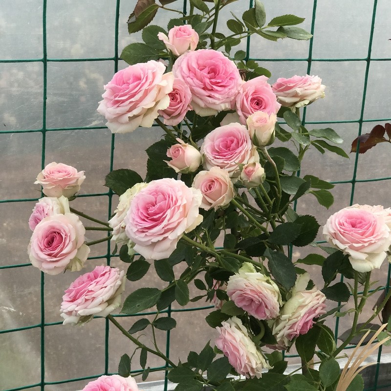 小伊甸园 藤本月季花苗 庭院阳台四季藤小伊迷你玫瑰多花蔷薇