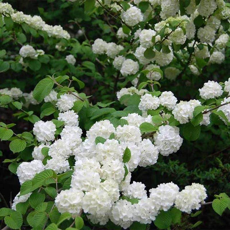 麻叶绣球中华木绣球丛生麻球盆栽日本雪球荚蒾庭院大花斗球树苗木,鲜花速递/花卉仿真/绿植园艺,绣球/木绣球/木本植物,淘宝优惠券,粉丝福利购,淘宝优惠卷
