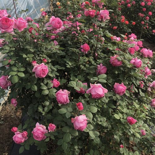 红风琴古老月季  丰花盆栽地栽丰花月季