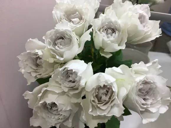 加百列大天使月季 浓香灌木细软多季节丰花玫瑰花苗