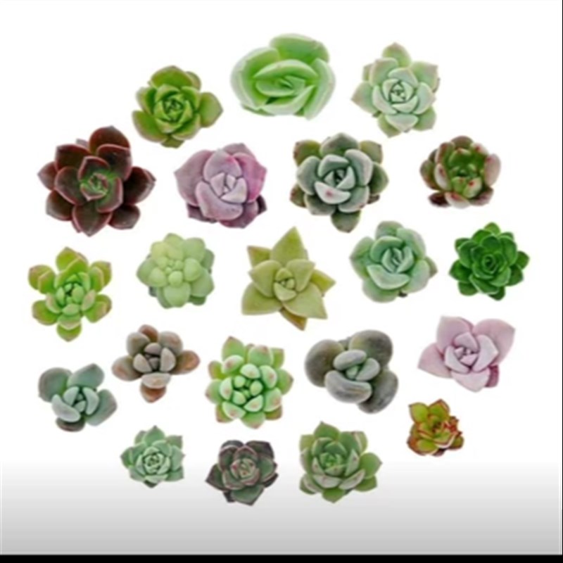 多肉植物盆栽砍头种苗1000棵批fa繁殖无根好养易活发根快绿植花卉