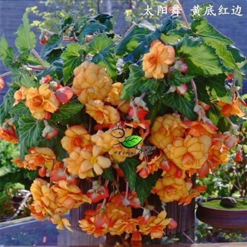 球根四季海棠花夫l妻花带花苞发货大花重瓣花期长室内阳台花