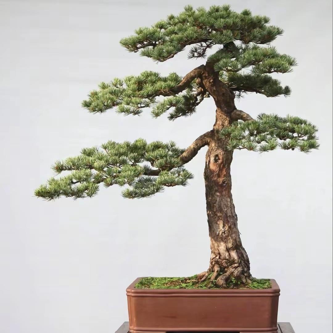 红芽迎客茶台玄关植物客厅四季常青室内室外老桩盆景造型盆栽绿植