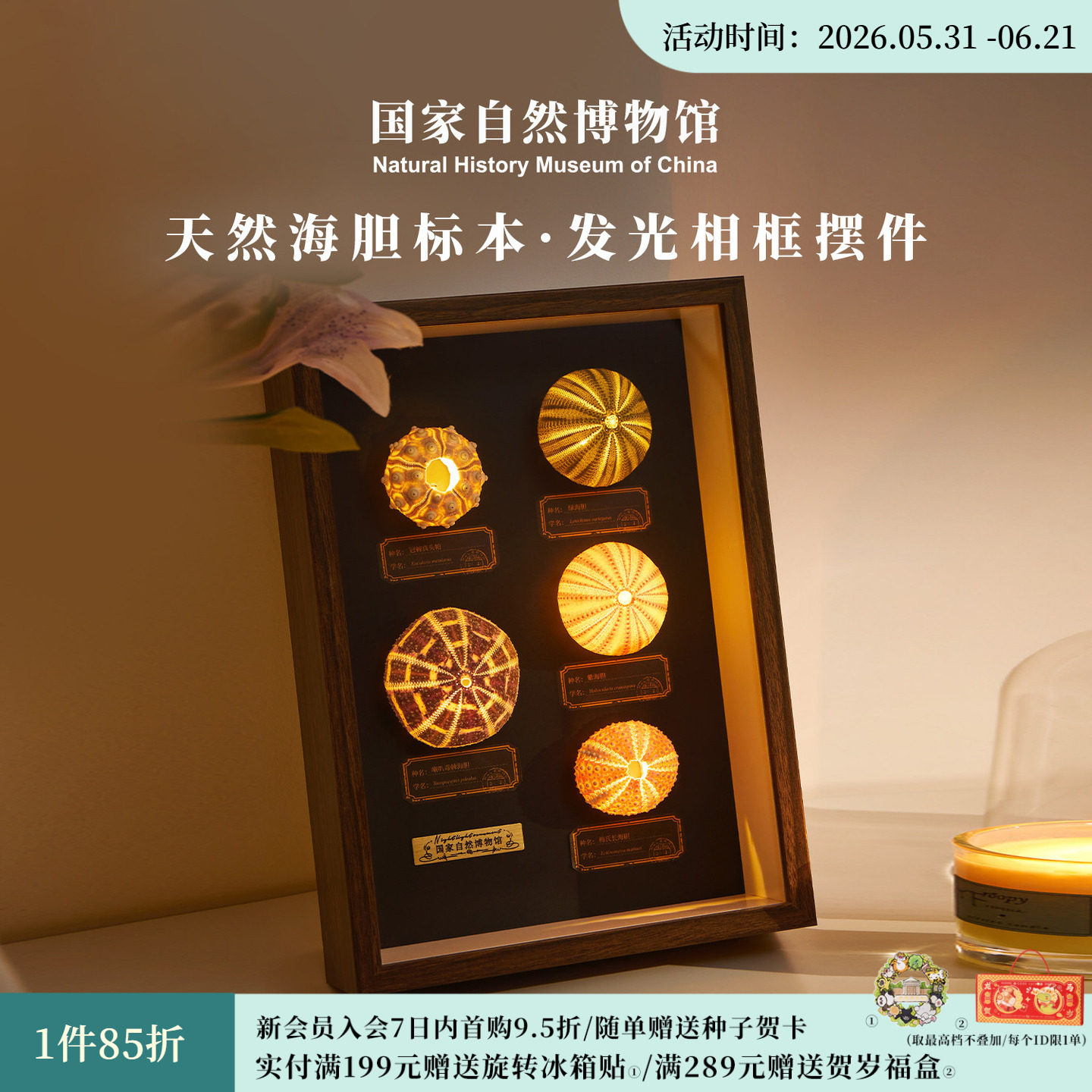 国家自然博物馆 天然海胆标本装饰画摆件灯夜灯自然浪漫生日礼物