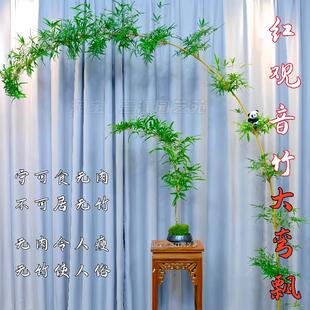 高杆红观音竹弯飘枝室内水培好养四季常青茶室桌面客厅绿植盆栽