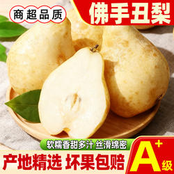 山东正宗中华佛手丑梨新鲜当季水果梨子梨胜甜太婆梨软糯香甜现摘