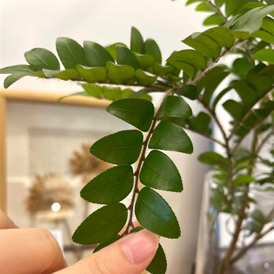 美男树水培绿植物鲜切枝马醉木吊钟平替室内ins北欧风花卉在树下~