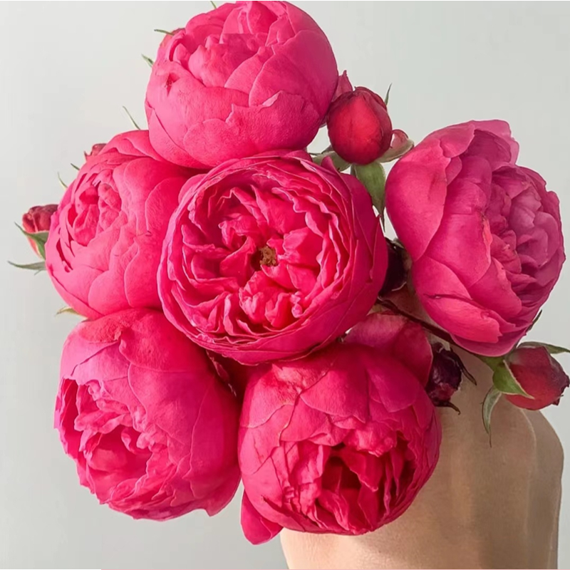 艾拉绒球丰花月季大苗带花苞多头勤花四季开花可灌木可藤本夏季