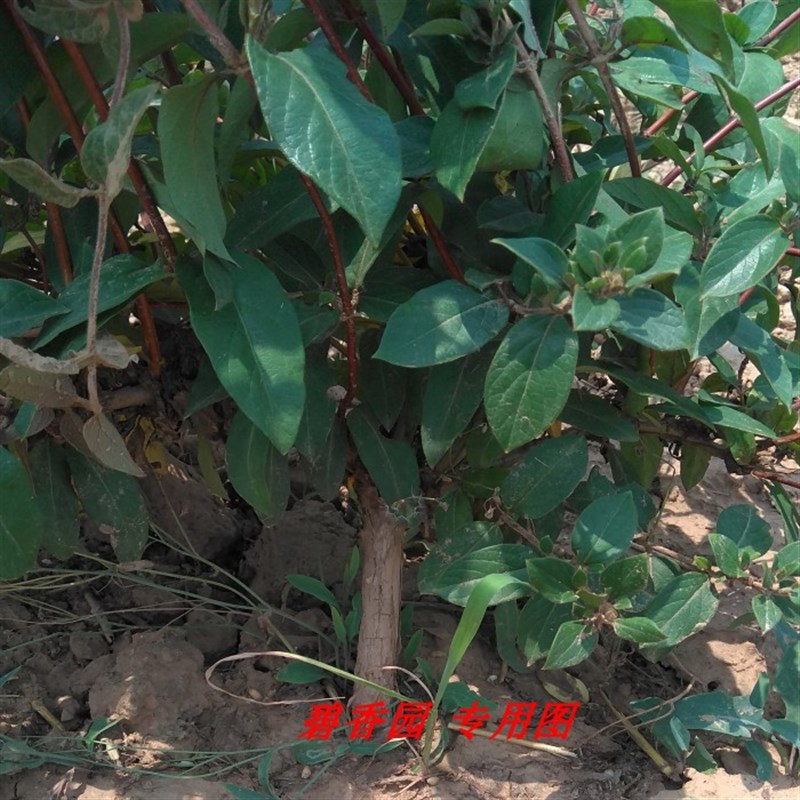 五彩红色金银花苗木 树型四季 树桩金银花盆景盆栽植物 室内庭院