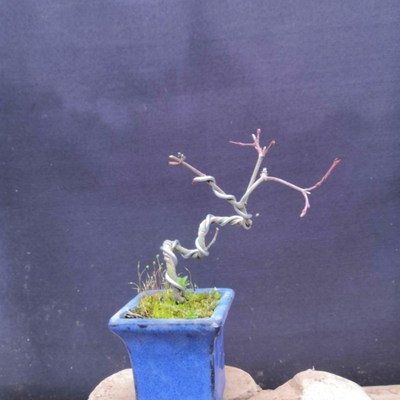 微型盆景 小品鸡爪槭盆景 红枫盆景树桩室内花卉盆栽恋语花坊