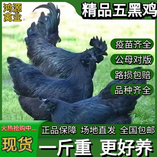 一斤五黑鸡活苗纯种五黑绿壳蛋鸡小鸡活苗活体半斤脱温乌骨鸡活苗