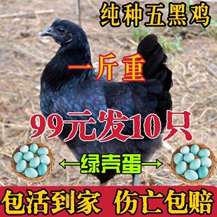 五黑鸡活苗纯种五黑一绿小鸡活苗活体半斤大青年鸡脱温乌骨鸡活苗