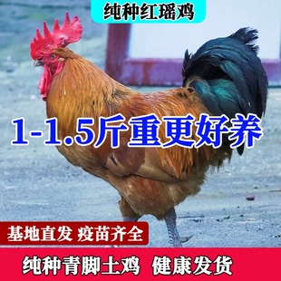 2斤鸡活苗1斤瑶鸡土鸡活体脱温苗鸡苗土青脚鸡红瑶红毛大公鸡