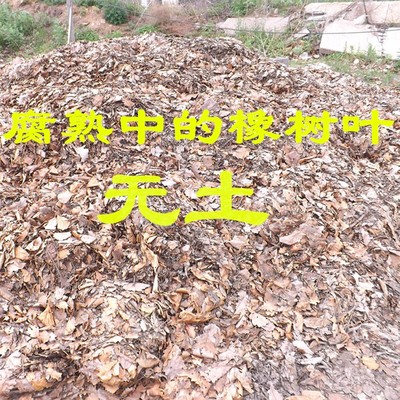 腐熟无土纯橡树叶君子兰腐叶土腐熟纯松针兰花营养土