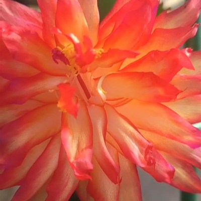 蟹爪兰新品进口重瓣室内阳台盆栽花卉绿植好养嫁接苗多肉植物