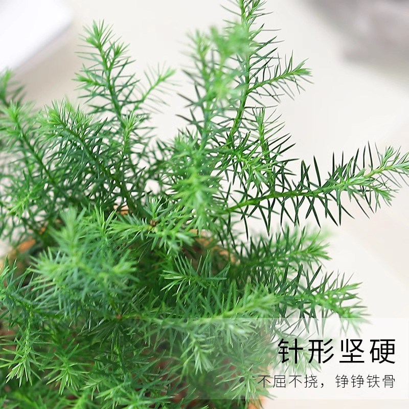 凤尾雪松盆栽绿植好养活室内四季常青办公室植物净化空气松树盆景