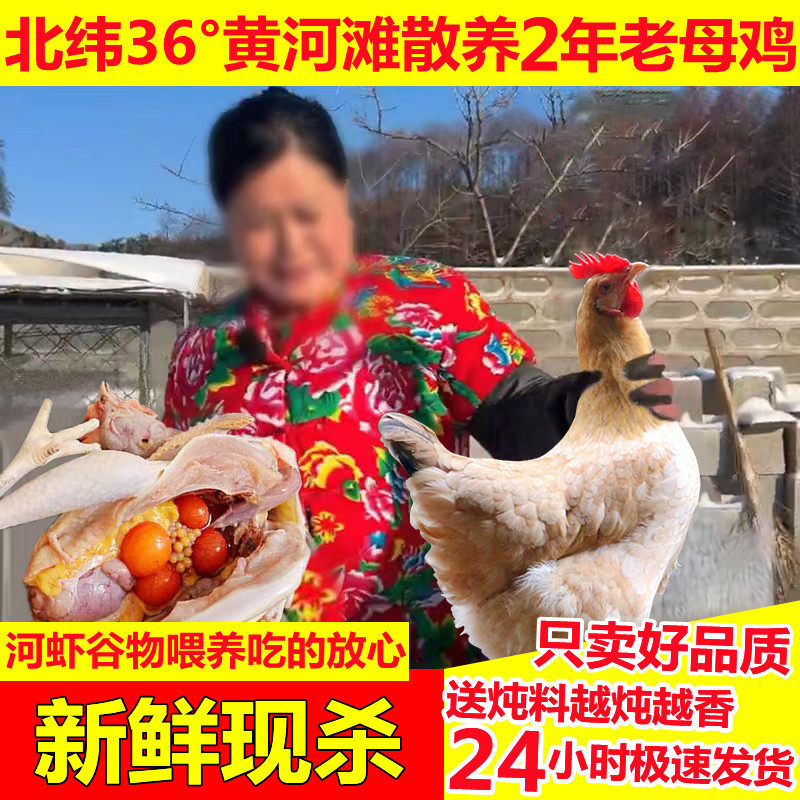 2年黄河滩黄油老母鸡带蛋纯土鸡笨鸡柴鸡农家散养走地鸡整只鸡,水产肉类/新鲜蔬果/熟食,整鸡/整鸡制品,淘宝优惠券,粉丝福利购,淘宝优惠卷
