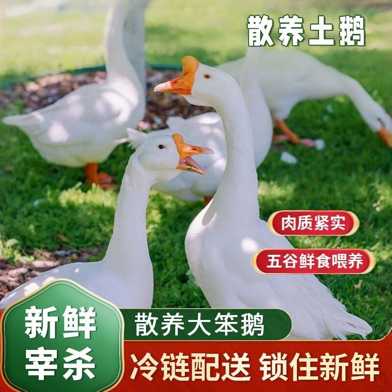 农家散养大笨鹅整只新鲜顺丰