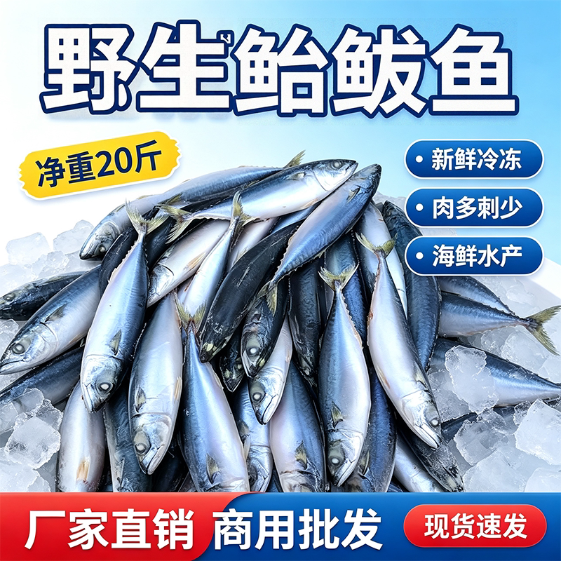 台州野生鲅鱼深海捕捞冰鲜直达