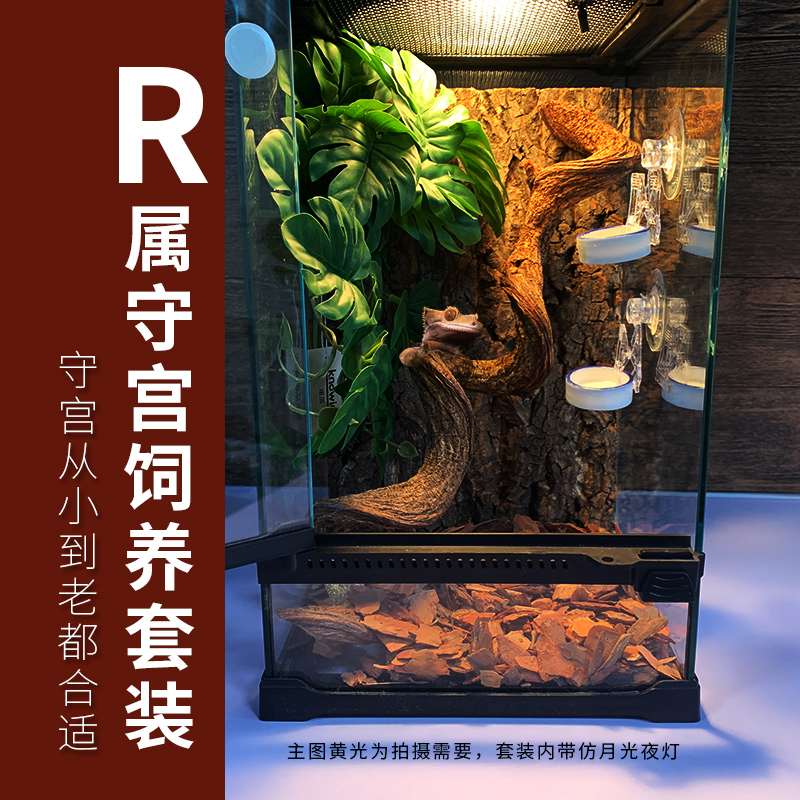 R属守宫饲养套装睫o角守宫巨人守宫玻璃缸新手入门懒人套餐全