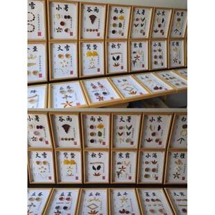 二十四节气标本24节气盒子中草药中药展示样品中医养生摆件文化墙