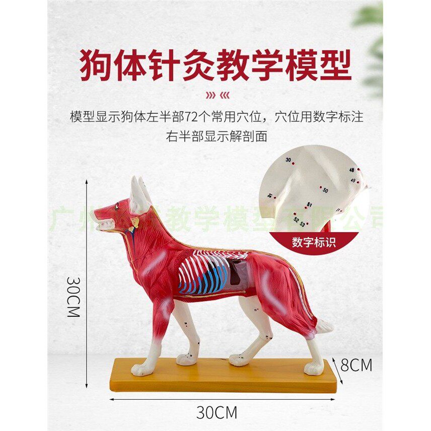狗体针灸穴位模型及狗解