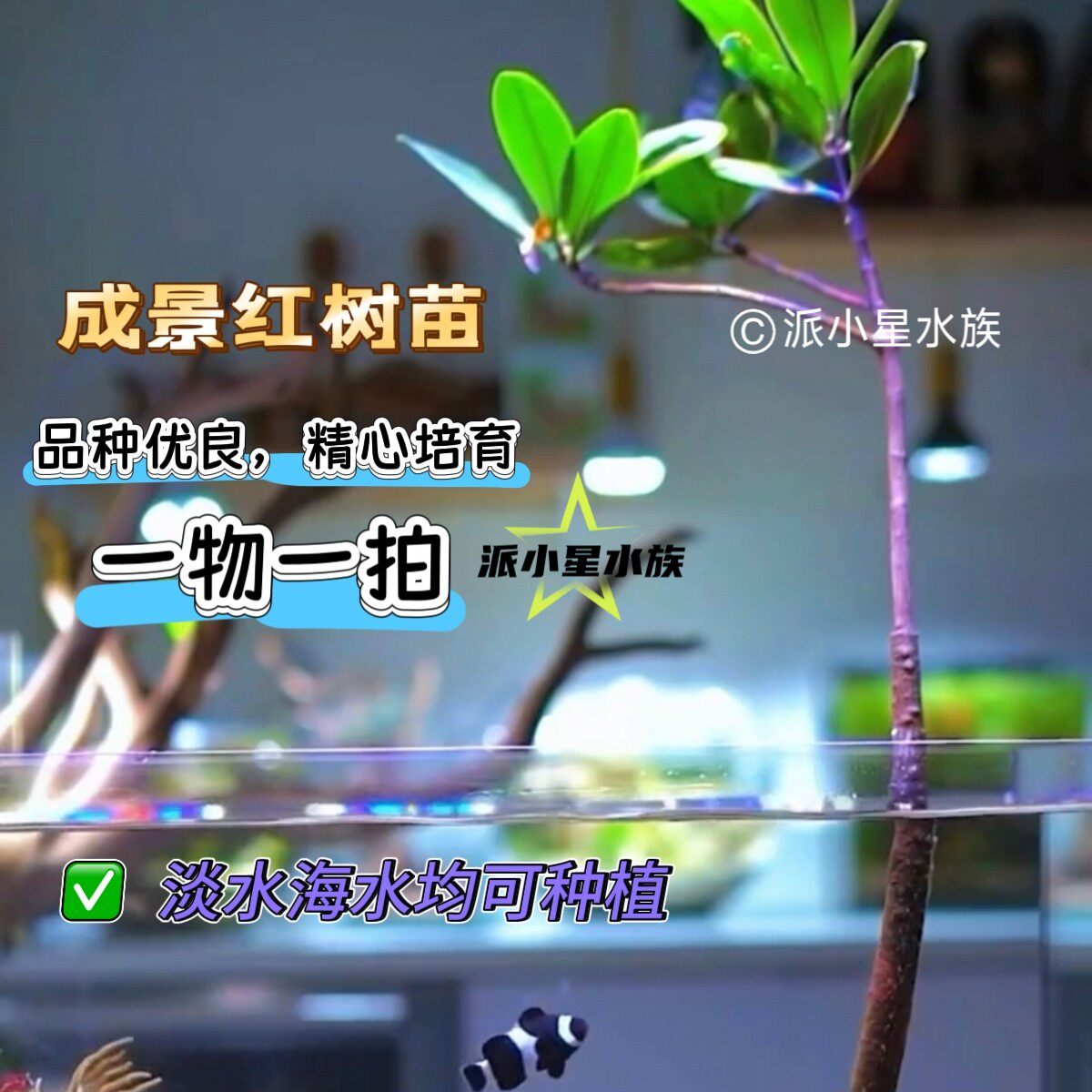 红树林成景秋茄木榄海榄
