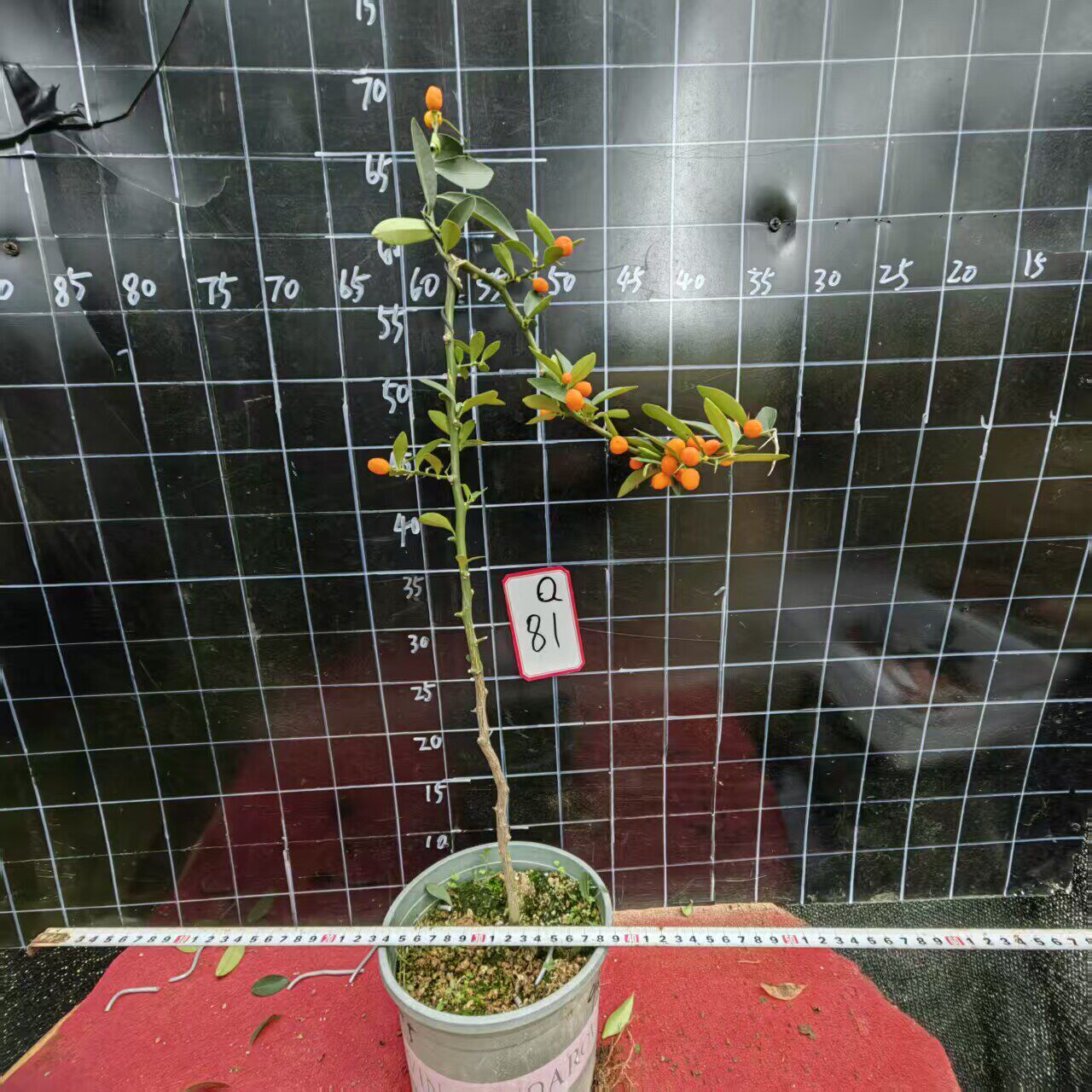 海岛金豆盆景小盆栽带果