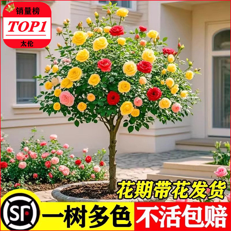 棒棒糖树桩月季花苗盆栽