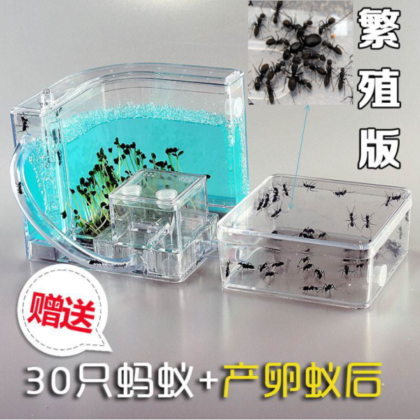 透明蚂蚁巢穴观察盒屋生
