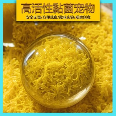 史莱姆粘菌超小型微生物