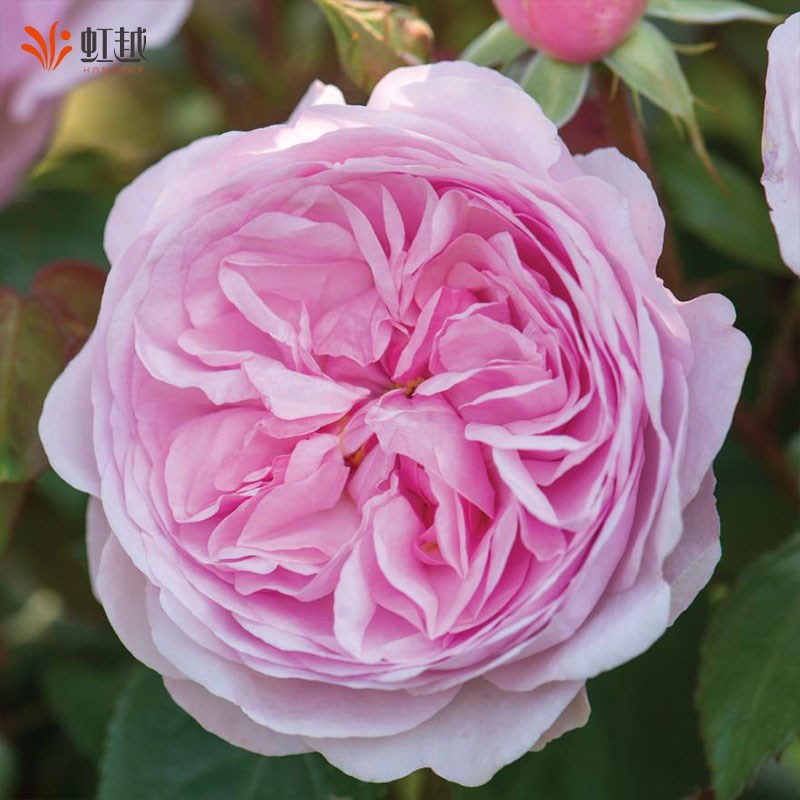 奥利维亚月季玫瑰花大苗灌木大花浓香盆栽苗切花月季阳台庭院月季