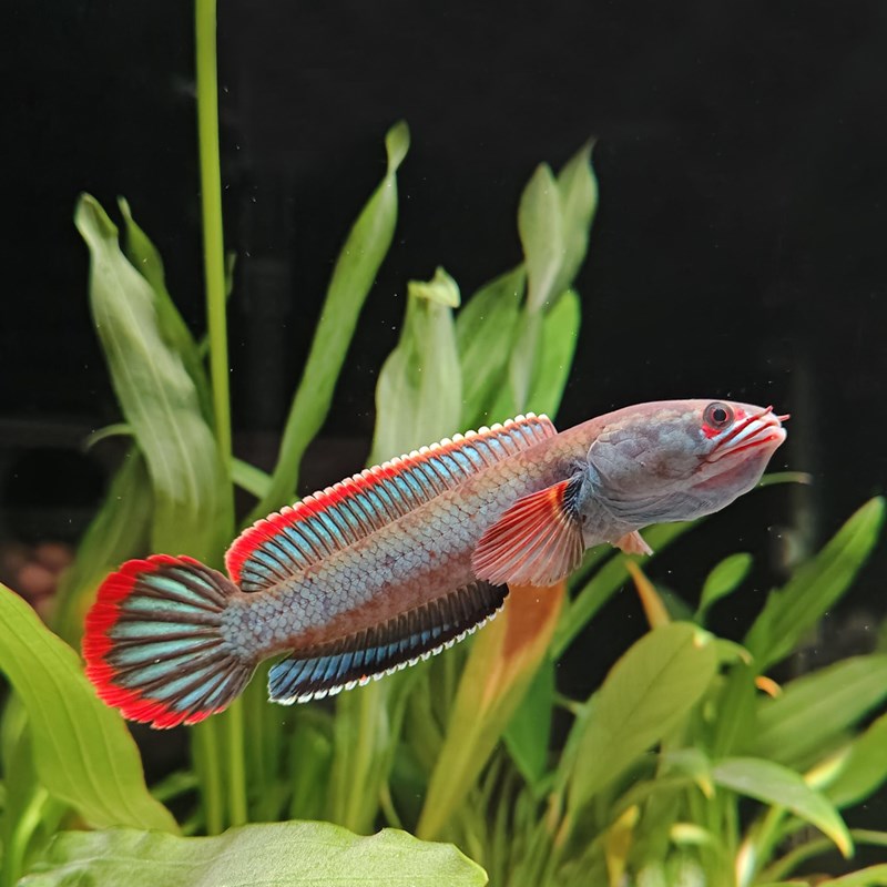 血斑雷龙1型 血一雷龙 血斑二型 梦幻冰火雷龙发色漂亮凶猛小型鱼