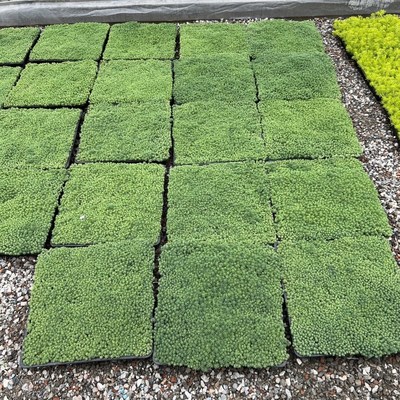 佛甲草盆栽中华景天室外庭院花园花坛地被植物耐热耐寒好养多年生