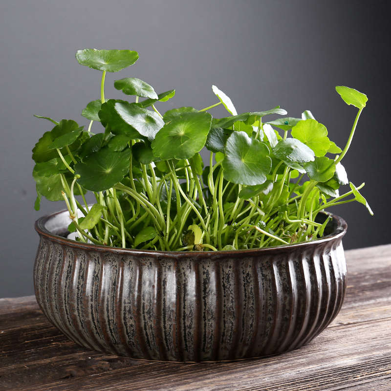 多肉花盆陶瓷大号水仙花盆无孔铜钱草养鱼缸简约水培植物花盆陶盆