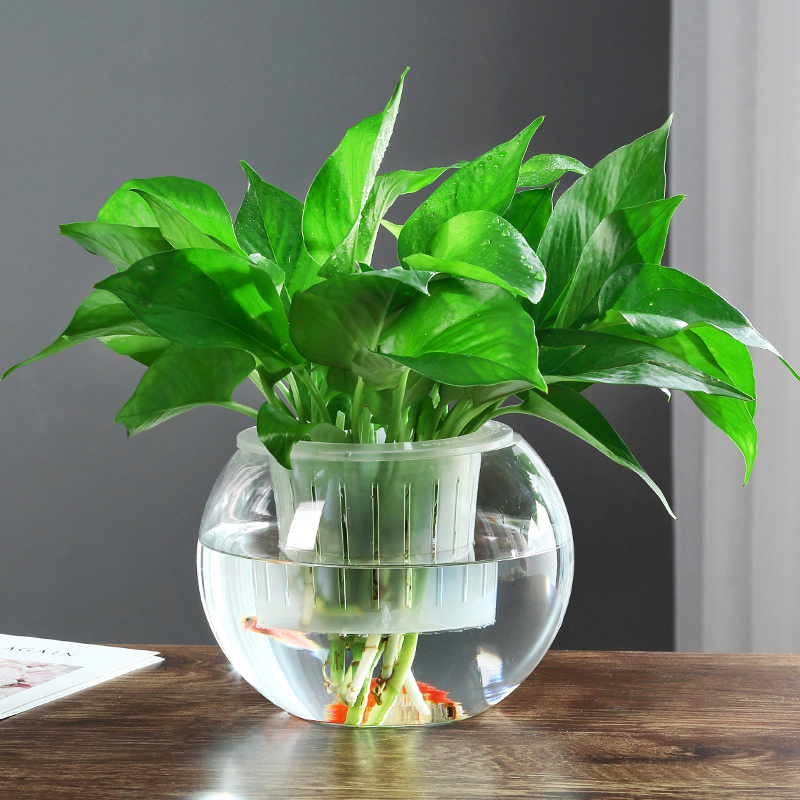 水培植物玻璃瓶透明玻璃花瓶器皿绿萝铜钱草室内客厅鱼缸容器大号