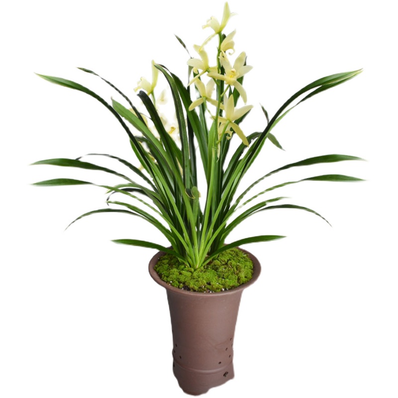 浓香大花蕙兰建兰神童冠 带盆 金边叶艺兰花 室内外盆栽花卉植物