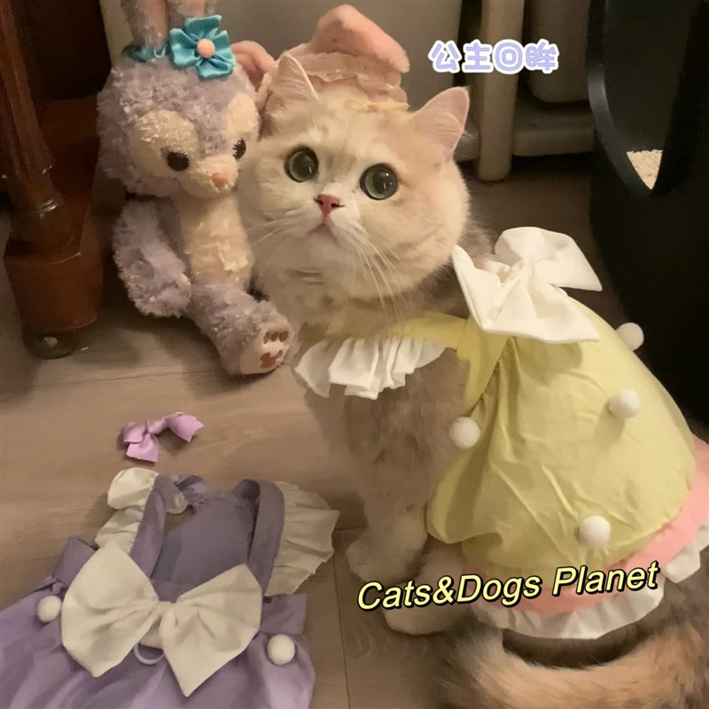猫衣服防掉毛裙子宠物狗狗服饰春夏蛋糕连衣裙可爱金渐层比熊布偶